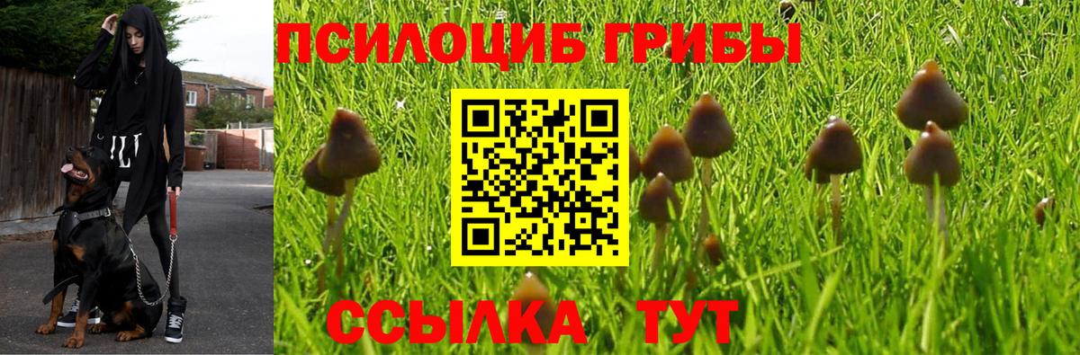 Псилоцибиновые грибы прущие грибы  Вход с VPN  магазин    Псилоцибиновые грибы Psilocybine cubensis  Железноводск 
